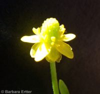 blister buttercup, cursed crowfoot (<em>Ranunculus sceleratus var. multifidus</em>)