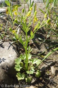 blister buttercup, cursed crowfoot (<em>Ranunculus sceleratus var. multifidus</em>)