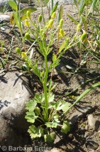 blister buttercup, cursed crowfoot (<em>Ranunculus sceleratus var. multifidus</em>)