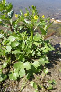 blister buttercup, cursed crowfoot (<em>Ranunculus sceleratus var. multifidus</em>)