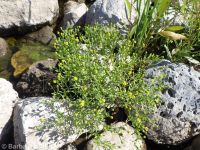blister buttercup, cursed crowfoot (<em>Ranunculus sceleratus var. multifidus</em>)