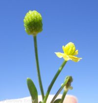 blister buttercup, cursed crowfoot (<em>Ranunculus sceleratus var. multifidus</em>)