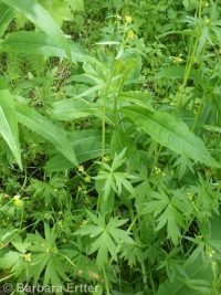 little buttercup (<em>Ranunculus uncinatus</em>)