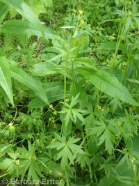 little buttercup (<em>Ranunculus uncinatus</em>)