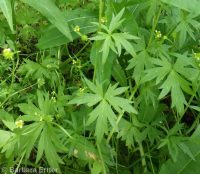little buttercup (<em>Ranunculus uncinatus</em>)