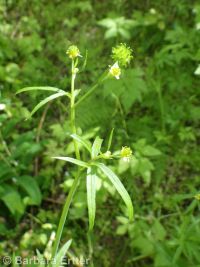 little buttercup (<em>Ranunculus uncinatus</em>)