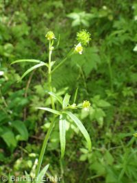 little buttercup (<em>Ranunculus uncinatus</em>)
