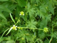 little buttercup (<em>Ranunculus uncinatus</em>)