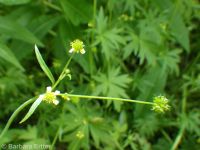 little buttercup (<em>Ranunculus uncinatus</em>)
