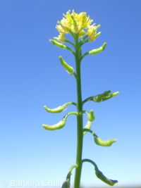 bluntleaf yellowcress (<em>Rorippa curvipes</em>)