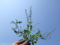 bluntleaf yellowcress (<em>Rorippa curvipes</em>)