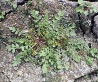 bluntleaf yellowcress (<em>Rorippa curvipes</em>)