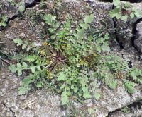 bluntleaf yellowcress (<em>Rorippa curvipes</em>)