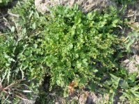 bluntleaf yellowcress (<em>Rorippa curvipes</em>)