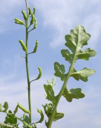 bluntleaf yellowcress (<em>Rorippa curvipes</em>)