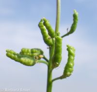 bluntleaf yellowcress (<em>Rorippa curvipes</em>)