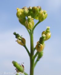 bluntleaf yellowcress (<em>Rorippa curvipes</em>)