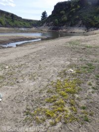 western or curvepod yellowcress (<em>Rorippa curvisiliqua</em>)