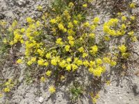 western or curvepod yellowcress (<em>Rorippa curvisiliqua</em>)