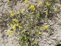 western or curvepod yellowcress (<em>Rorippa curvisiliqua</em>)