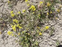 western or curvepod yellowcress (<em>Rorippa curvisiliqua</em>)