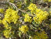 western or curvepod yellowcress (<em>Rorippa curvisiliqua</em>)