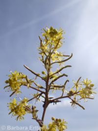 western or curvepod yellowcress (<em>Rorippa curvisiliqua</em>)