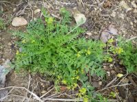 western or curvepod yellowcress (<em>Rorippa curvisiliqua</em>)