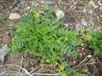western or curvepod yellowcress (<em>Rorippa curvisiliqua</em>)