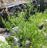 marsh or bog yellowcress (<em>Rorippa palustris ssp. palustris</em>)