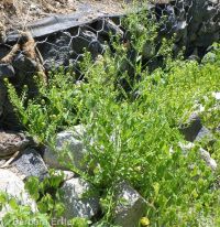 marsh or bog yellowcress (<em>Rorippa palustris ssp. palustris</em>)