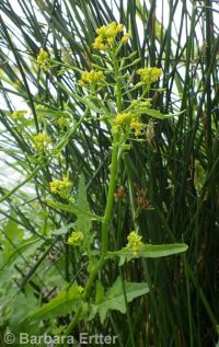 marsh or bog yellowcress (<em>Rorippa palustris ssp. palustris</em>)