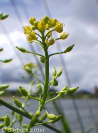 marsh or bog yellowcress (<em>Rorippa palustris ssp. palustris</em>)