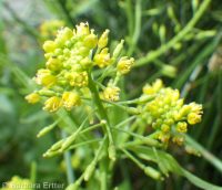 marsh or bog yellowcress (<em>Rorippa palustris ssp. palustris</em>)