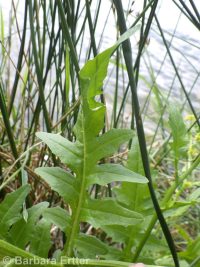 marsh or bog yellowcress (<em>Rorippa palustris ssp. palustris</em>)