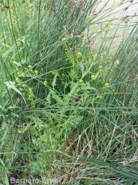 marsh or bog yellowcress (<em>Rorippa palustris ssp. palustris</em>)