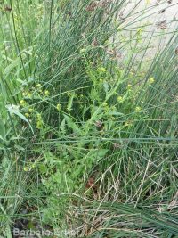 marsh or bog yellowcress (<em>Rorippa palustris ssp. palustris</em>)
