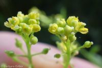 roundfruit yellowcress (<em>Rorippa sphaerocarpa</em>)