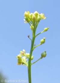 roundfruit yellowcress (<em>Rorippa sphaerocarpa</em>)