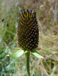 western coneflower (<em>Rudbeckia occidentalis</em>)