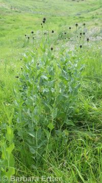 western coneflower (<em>Rudbeckia occidentalis</em>)