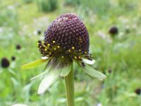 western coneflower (<em>Rudbeckia occidentalis</em>)