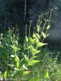 western coneflower (<em>Rudbeckia occidentalis</em>)