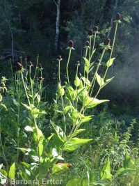 western coneflower (<em>Rudbeckia occidentalis</em>)
