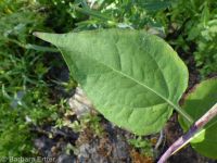 western coneflower (<em>Rudbeckia occidentalis</em>)
