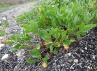 sand, veiny, or winged dock (<em>Rumex venosus</em>)