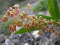 sand, veiny, or winged dock (<em>Rumex venosus</em>)