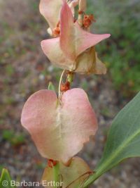 sand, veiny, or winged dock (<em>Rumex venosus</em>)