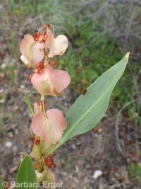 sand, veiny, or winged dock (<em>Rumex venosus</em>)