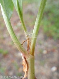 sand, veiny, or winged dock (<em>Rumex venosus</em>)